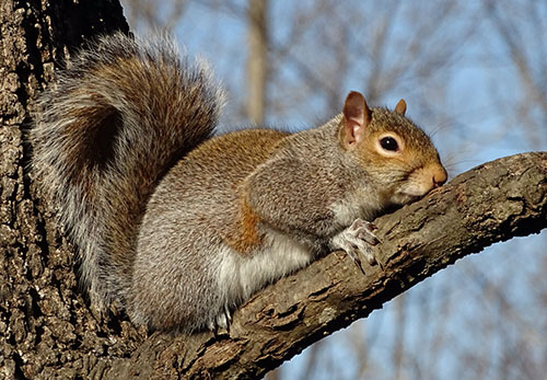 squirrel in tree